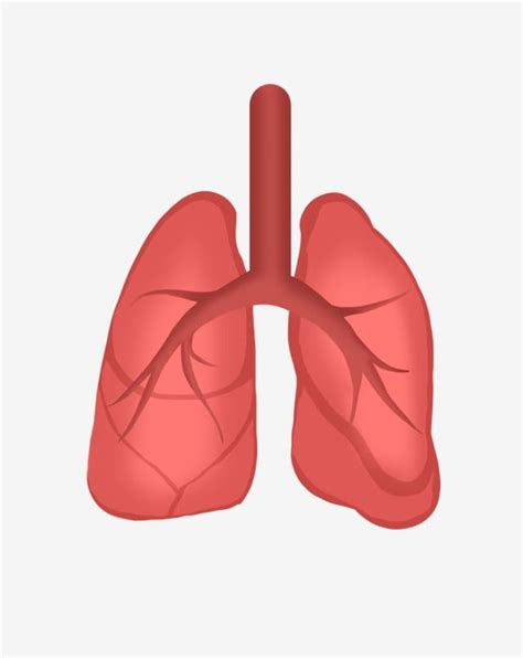 Lung Organ Clipart Hd Png Human Organ Lung Illustration Human Organs