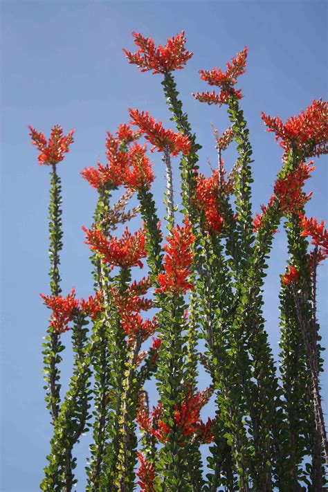 Ocotillo Desert Plants Foliage Plants Succulent Landscape Design