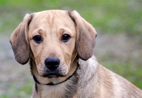 Wir freuen uns auf ihren besuch. Tierheim Troisdorf - Jupp