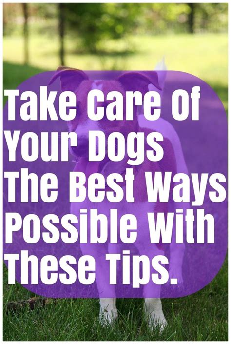 Read Only This Article About Dogs And Youll Know It All Pets
