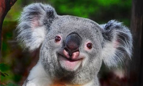 Aww So Cute Smiling Koala Koala Weird Animal Facts Weird Animals