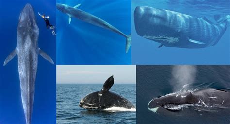 Aquatic Guide 5 Largest Whales In The World