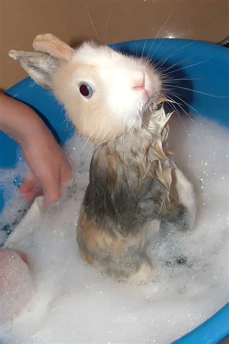 4 Methods To Bathe And Clean Rabbit Step By Step Guide