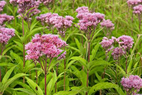 15 Best Plants For Wet Areas