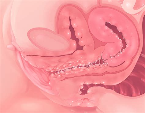 Bladder Uterus Anatomy Sexiz Pix