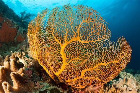 Underwater Paradise The Most Beautiful Coral Reefs Around The World