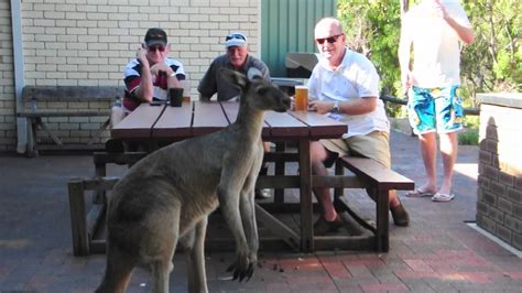 kangaroo asked to leave the bar youtube
