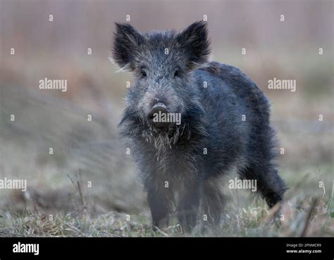 Wild Boar Sus Scrofa Ferus Walking In Forest And Looking At Camera