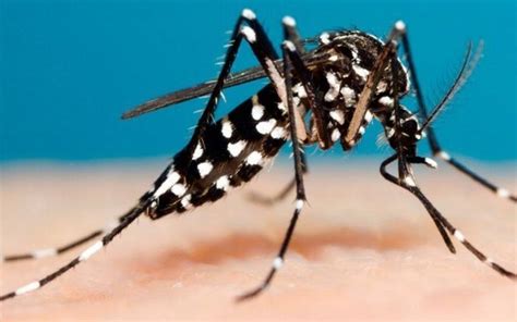 Mosquitos Transmisores De Dengue ¿cómo Identificarlos El Sol De