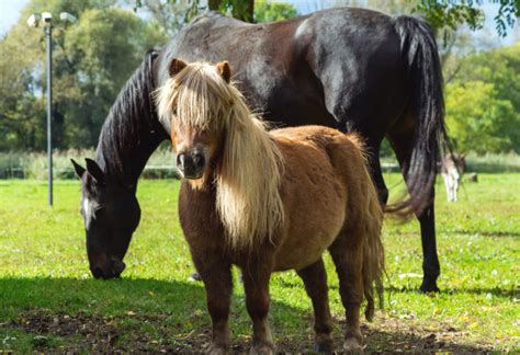 The Horse And The Pony Copyright Free Photo By M Vorel Libreshot