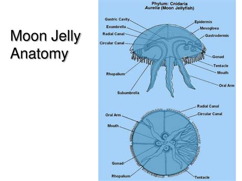 Anatomy Of A Jellyfish Anatomy Diagram Source