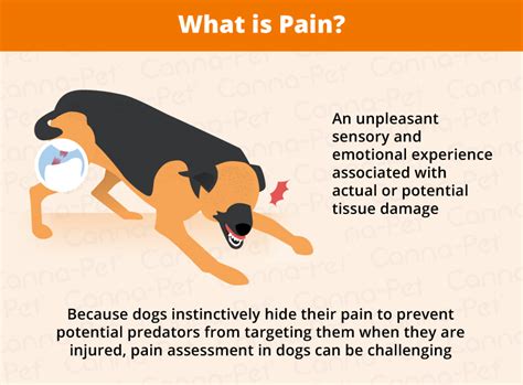How Do You Know If Your Dog In Pain
