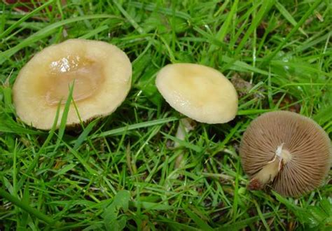 Stropharia Coronilla Garland Roundhead Mushroom
