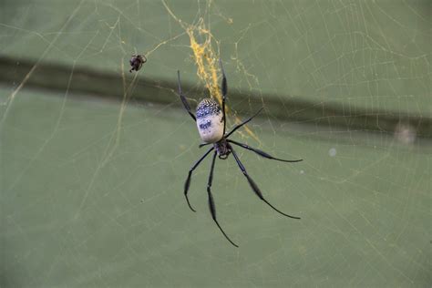 Spiders In Kentucky 7 Amazing Ones To Know