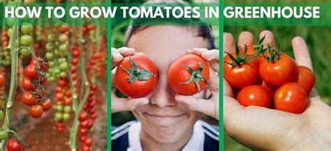 How To Grow Tomatoes In Greenhouse Greenhouse Tomatoes Guide