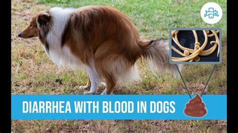 Diarrhea With Blood In Dogs Are There Home Remedies Youtube