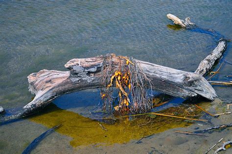 Driftwood In Water Photograph By Susan Wells
