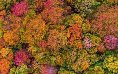 Download Wallpaper 1680x1050 Forest Autumn Aerial View Widescreen 16