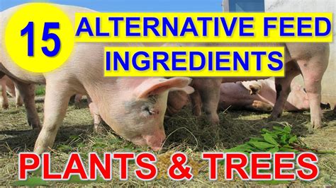 15 Alternative Feed Ingredients For Pig To Reduce The Feed Cost Youtube