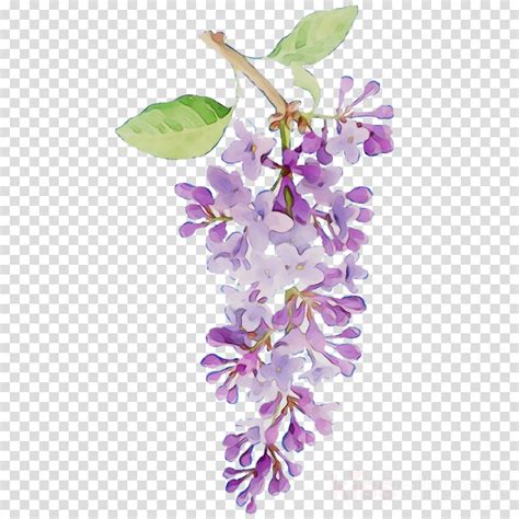 Wisteria Flower Clipart Images Tulips Flower