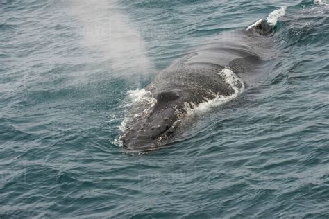 Humpback Whale Megaptera Novaeangliae South Sandwich Islands