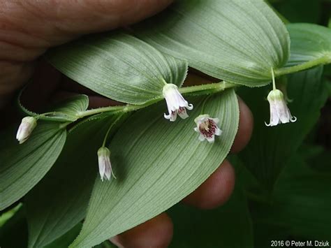 The female part of a flower is called the pistil. Streptopus lanceolatus (Rose Twisted-stalk): Minnesota ...