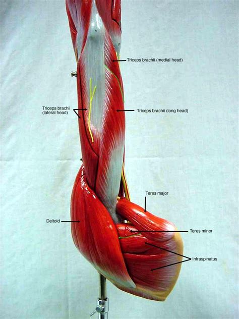 Labeled Arm Muscles Human Anatomy And Physiology Anatomy And