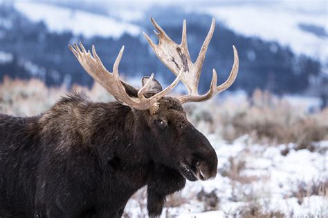 Moose The Biggest Species Of Deer Mystart