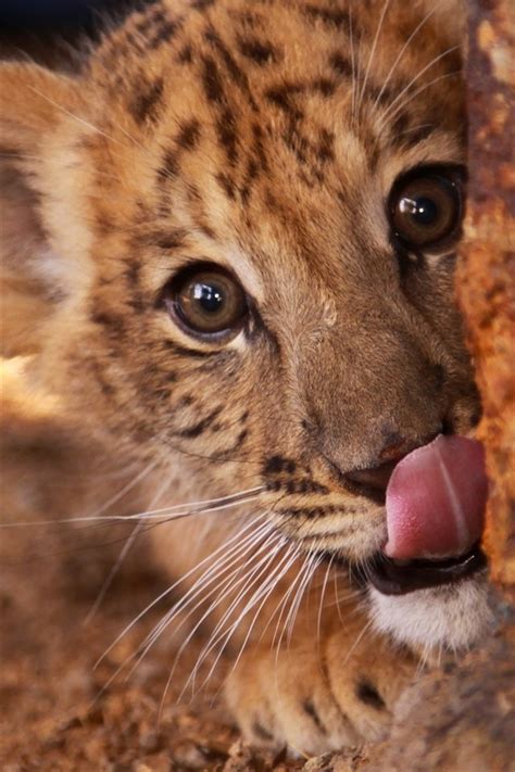 Wallpaper Cute Liger Kitten Tongue Eyes Face 2560x1600 Hd Picture