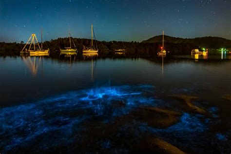 Auckland Bioluminescence Kayak Tour Getyourguide