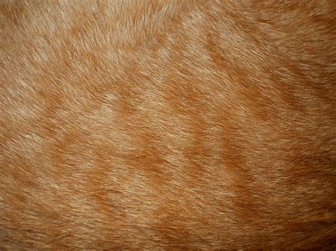 Cat Fur Texture By Orangen Stock On Deviantart