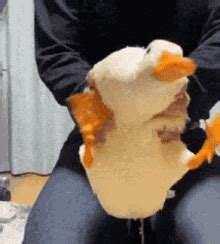 Crazy Duck GIF Crazy Duck Frenzy Discover Share GIFs