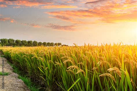 Ripe Rice Field And Sky Background At Sunset Time With Sun Rays Stock