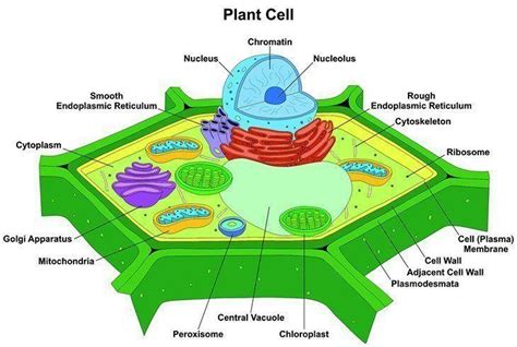 8 Things You Need To Knows Why Is Photosynthesis Important To Plants