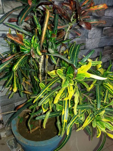 How To Grow Croton In A Container Growing Croton Plant