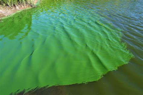 Cyanobacteria Blue Green Algae Gotta Love ‘em Gotta Hate ‘em