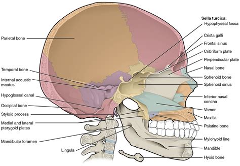 The Skull Anatomy And Physiology