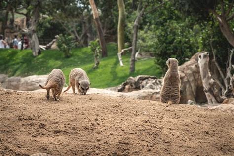 Brown And Gray Meerkat In Macro Photography · Free Stock Photo