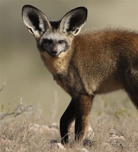 5 Facts About Bat Eared Foxes 5 Interesting Bat Eared Fox Facts