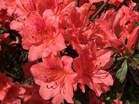 The Colors Of Azaleas Have Been Exceptionally Bright And Vivid This