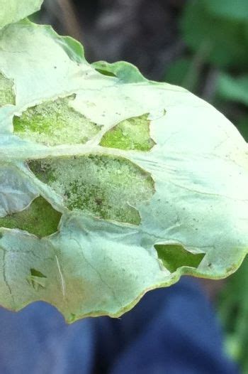 Diamondback Moth Larvae Damage On Canola Plant Leaves Agronomy Plants