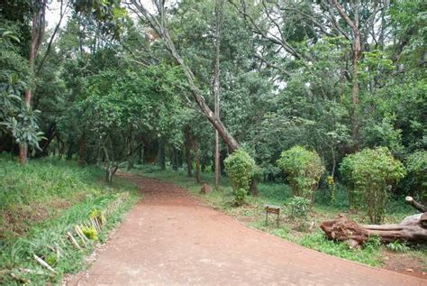 Nairobis National Arboretum Picture Of Nairobi Arboretum Nairobi