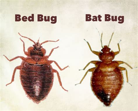 The number one would be winter is approaching where scarcity of food source is a given. How Long Can Bed Bugs Live Without A Host? | PestSeek