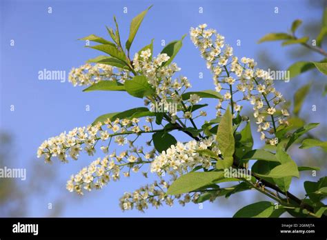 Spring Flowering Tree Flowers Stock Photo Alamy