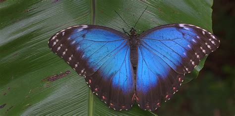 Blue Morpho 2 | The brilliant blue color in the butterfly's … | Flickr