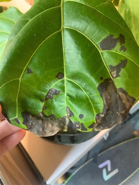 Brown Spots On My Fiddle Leaf Fig Houseplant Resource Center