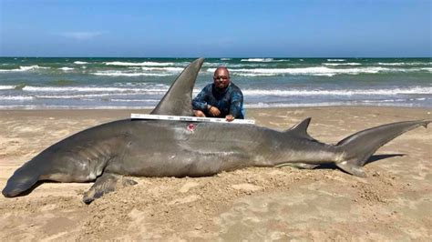 Fisherman Catches 14 Foot Hammerhead Shark Off Padre Island