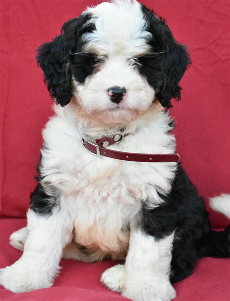 Courageous Minibernedoodle Bernedoodle Puppy Mini Bernedoodle