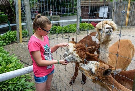Help us refine your search by telling us your requirements and we'll contact service providers in your. Petting Zoos Near NYC Where Kids Can See Farm Animals ...