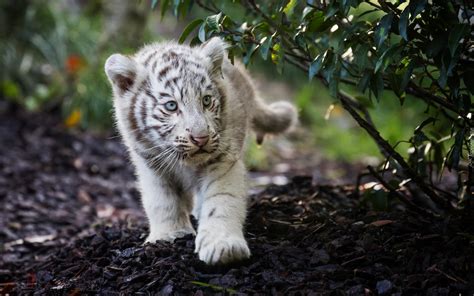 Mały Biały Tygrysek Las Liście